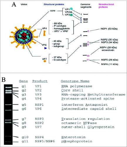 Figure 1. The rotavirus gene structure. A: The names and locations of rotavirus genes;Citation6 B: Polyacrylamide gel electrophoresis image of the rotavirus genome and the function of its genes.Citation7