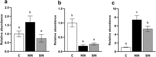 Figure 7. Quantifications of mmdA and BCoAT at 48 h of in vitro fermentation of native chicory and synthetic inulins.
