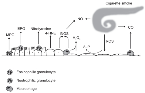 Figure 1 The markers of oxidative stress are derived from different cells and cell compartments in the alveolar or bronchiolar wall. Neutrophilic granulocytes express myeloperoxidase (MPO) and eosinophilic granulocytes are endowed with eosinophilic peroxidase (EPO). Inducible nitric oxide synthase (iNOS) is expressed in the inflamatory cells and bronchial epithelium. 4-hydroxy-2-nonenal (4-HNE) and 3-nitrotyrosine can be detected in a variety of cell types. Hydrogen peroxide (H2O2), nitric oxide (NO), carbon monoxide (CO), and 8-isoprostane (8-iso) represent widely investigated markers in the exhaled air/exhaled breath condensate.