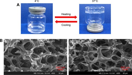 Figure 2 Characteristics of E2-HP hydrogel.Notes: (A) The state of E2-HP hydrogel at different temperatures (4°C and 37°C). (B) SEM images of the morphology of HP hydrogel (B1) and E2-HP hydrogel (B2). Scale bars in B1 and B2 are 240 μm.Abbreviation: SEM, scanning electron microscope.