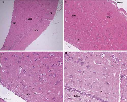 Figure 3. Photomicrograph of the hippocampal complex of Bubulcus ibis stained by hematoxylin and eosin stain which shows an overall organization of neurons similar to that of the Columba livia as all types of neurons is present (a) rostral, (b) intermediate position of the hippocampus, (c), (d) lateral hippocampus. Bar: A = 200 µm, B-C-D = 50 µm