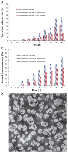 Figure 1 (A) In-vitro release rates (%) of epirubicin from epirubicin liposomes, amlodipine liposomes, anti-resistant epirubicin liposomes, and anti-resistant epirubicin mitosomes in PBS containing 10% FBS at 37°C. (B) In-vitro release rates (%) of amlodipine from epirubicin liposomes, amlodipine liposomes, anti-resistant epirubicin liposomes, and anti-resistant epirubicin mitosomes in PBS containing 10% FBS at 37°C. Data are presented as means ± standard deviations (n = 3). (C) Transmission electron microscopy image of anti-resistant epirubicin mitosomes.Note: Scale bar = 100 nm.Abbreviations: PBS, phosphate-buffered saline; FBS, fetal bovine serum.