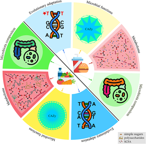 Figure 1. Effect of diet on gut microbiota and related functions. Diet influences various aspects of the gut microbiota. A diet rich in fiber and complex polysaccharides, as opposed to a diet rich in simple sugars and fat, promotes microbial diversity, thereby enhancing microbial functions. Alterations in gut metabolome are a crucial consequence of different dietary regimens. Diet affects gut metabolome directly by nutrient availability and, indirectly, as gut microbes process dietary nutrients into diverse metabolic products. Dietary fibers also influence the gene expression and production of gut microbiota enzymes. CAZymes (carbohydrate-active enzymes), involved in the degradation of dietary fibers, are produced by gut microbes, and their production decreases when the host consumes low-fiber diets. Short-chain fatty acids are important metabolic fermentation products resulting from the action of CAZymes on plant polysaccharides from dietary fibers. Thus, these metabolites decrease in abundance when complex polysaccharides are excluded from the diet. Furthermore, different diets imprint a genetic signature on the gut bacteria, due to adaptation to the available nutrients.