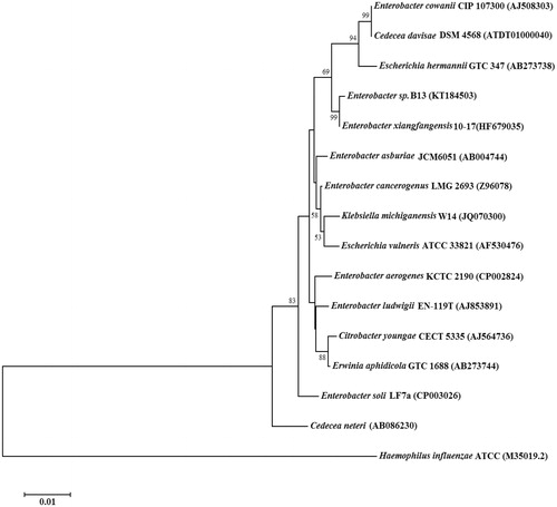 Figure 1. Phylogenetic analysis of 16S rDNA similarities of Enterobacter sp. B13 based on the BLAST result using the neighbor-joining method. Scale bar represents 0.01 substitutions per nucleotide position. The organisms and GeneBank accession numbers of analyzed sequences are given in parenthesis.