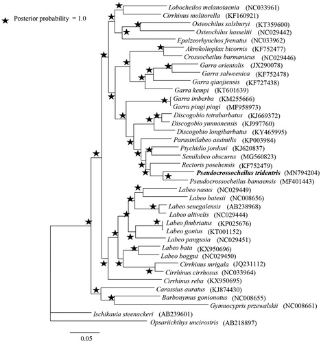 Figure 1. Bayesian tree for 34 Labeoninae species based on 13 protein-coding genes.