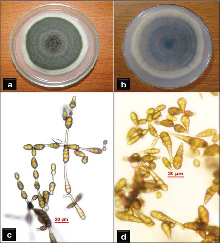 Fig. 2 Alternaria alternata: a, Top view of colony on PDA. b, Reverse view of colony on PDA. c, Conidia in chains. d, Variation in conidia (note the surface architecture).