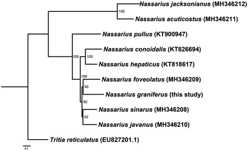 Figure 1. Maximum likelihood tree was constructed based on the concatenated nucleotide sequences of the 13 protein-coding genes, using 1000 bootstraps to assess the support of nodes.