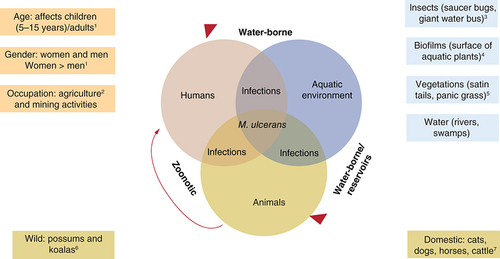 Figure 1. Proposed transmission patterns of Mycobacterium ulcerans showing the role of the aquatic ecosystems and animals in the transmission of M. ulcerans from the environment to humans.(Figure designed by authors: 1[Citation5], 2[Citation7], 3[Citation13], 4[Citation38], 5[Citation72], 6[Citation11] and 7[Citation15]).