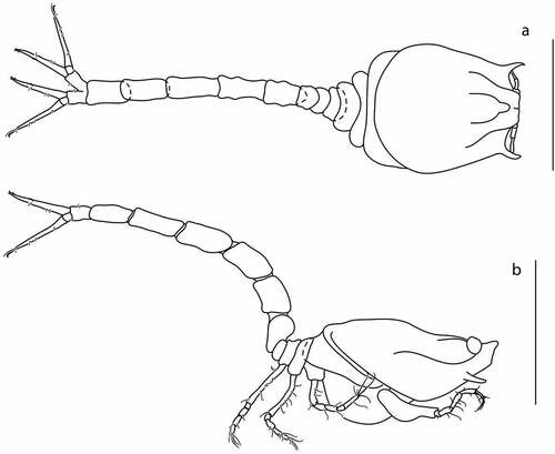Figure 15. Eocuma nansenae sp. nov., brooding female, holotype (ZMBN 149204). a, Body dorsal view; b, body lateral view. Scale bars = 1 mm.