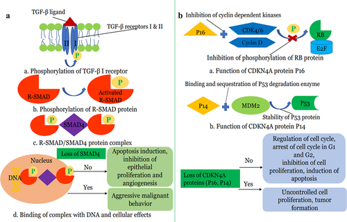 Figure 1. (a): Role of SMAD4 tumor suppressor gene in Pancreatic Cancer a) TGF-β ligand binds to TGF-β transmembrane serine-threonine kinase receptor leading to activation of TGF-β2 receptors. TGF-β2 receptor then phosphorylates TGF-β1 receptor. b). TGF-β2 receptors then phosphorylate receptor-activated SMAD (R-SMAD) proteins such as SMAD2 and SMAD3 which leads to activation of R-SMAD proteins. c). Activated R-SMAD proteins bind SMAD4 protein in the cytosol and form R-SMAD/SMAD4 complex which translocates to the nucleus. d). R-SMAD/SMAD4 complex binds to specific regions on DNA and controls the gene expression and regulates protein synthesis. Wild-type SMAD4 or no loss of SMAD4 protein promotes apoptosis, inhibits epithelial proliferation, and inhibits angiogenesis. SMAD-4 proteins reduce the expression of VEGF (vascular endothelial growth factor) and hence inhibit angiogenesis. Loss of SMAD4 results in unchecked cellular proliferation of pancreatic tissue along with the increased vascular invasion. Loss of SMAD4 results in increased EMT (epithelial to mesenchymal transition) which promotes malignant behavior. (b): Role of CDK4NA tumor suppressor gene in Pancreatic Cancer a). P16 protein, a tumor suppressor protein of the CDK4NA gene, binds cyclin-dependent kinases such as CDK4/6 and Cyclin D. This binding prevents the phosphorylation of RB protein. b). P14, another tumor suppressor protein, binds E3 ubiquitin ligase MDM2 protein and prevents degradation of P53 protein by MDM2 and hence stabilizes P53 protein. Both RB and P53 proteins regulate the cell cycle and promote apoptosis. Loss of the CDK4NA gene results in loss of these tumor suppressor proteins with subsequent uncontrolled cellular proliferation and hence aggressive pancreatic cancer biology.