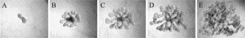 Figure 4 (A–E) Phase-contrast photomicrographs of UBs isolated from ed13 embryonic rat kidney and cultured for up to 5 days in BSN conditioned media supplemented with 10% FBS and soluble growth factors (125 ng/ml GDNF and 250 ng/ml FGF-1). (From ref. Citation36).