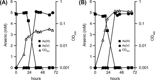 Fig. 3. Growth and arsenite oxidation by strain KGO-5 under heterotrophic conditions.Notes: Yeast extract was added to the minimal medium containing 5 mM arsenite at final concentrations of 0.01% (A) and 0.1% (B).