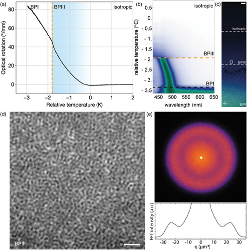 Figure 4. (Colour online) Properties and microscopic appearance of bulk BPIII. (a) Optical rotation as a function of temperature shows a continuous transition to BPIII and a first order transition to BPI. Zero temperature was determined at the onset of optical rotation and was cross calibrated with DLS measurements using 5CB (see Figure 12). (b) Reflective spectrum of the sample upon cooling. The spectrum in the amorphous BPIII is wide in the blue part of the visible spectrum shifting to longer wavelengths with reducing temperature. In BPI the spectrum is crystal like, with a sharp peak close to ∼ 470 nm. It shifts to ∼490 nm upon cooling. Zero temperature was determined at the onset of reflected light intensity on the spectrum. (c) Reflection image of the sample positioned in a temperature gradient cell with temperature ranging from ∼ 27°C on the bottom to ∼ 30°C on the top, showing three different phases in our sample. Scale bar indicates 10 μm. (d) Higher resolution microscopic image of BPIII, close to the transition to BPI. Image shows that locally BPIII structure appears similar to half-skyrmion lattices observed in thin layers of BPI; however, it is positionally disordered and dynamic. Scale bar corresponds to 1 μm. (e) FFT spectrum of an image, averaged over a number of images of the dynamic BPIII showing a ring-like structure. The radius of the ring at ∼ 25 μm−1 corresponds to the typical distance over which intensity is modulated, that is, the distance between the dark spots, ∼ 250 nm. Bottom insert shows radially averaged plot of the FFT.