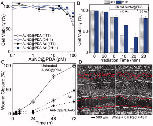 Figure 4. Nanocages have low toxicity alone while only targeted nanocages induce supra-additive photothermal killing and block functional ability of cells to migrate. (A) Viability of (squares) 4T1 and (diamonds) 2H11 in the absence of laser irradiation under increasing (open) AuNC@PDA or (filled) AuNC@PDA-Ax concentrations normalised to untreated cells; (B) cell viability during photothermal experiments for (striped) 4T1 and (solid) 2H11 cell lines normalised to untreated cells; (C) migration assay of 4T1 cells that were (circles) untreated or treated with (triangles) 20 pM AuNC@PDA, (squares) 20 μg/mL Ax, or (diamonds) 20 pM AuNC@PDA-Ax; (D) Representative images of the wound after 72 h, with 0 h traced in white and 48 h traced in red. Viability assays are result of three independent experiments and error bars represent SEM.