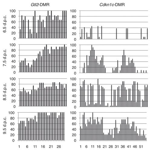Figure 7 Methylation is acquired at the Gtl2 and Cdkn1c DMRs during different developmental stages. Graphs summarizing the percentage of methylation on paternal strands at each CpG dinucleotide at the Gtl2- and Cdkn1c-DMRs in 6.5–9.5 d.p.c. embryos. Cdkn1c data derived from Bhogal et al.Citation14