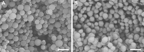 Figure 1 Scanning electronic micrograph of dehydrated gelatin nanospheres without (A) and with (B) fluorescent labeling. Scale bars represent 500 nm.
