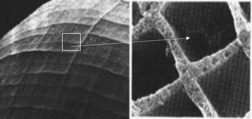 Figure 24. (Left) Scanning electron microscopy of the lobster eye, Palinurus vulgaris. (Right) Magnified view of the square cells. The schematic diagram of the reflective superpositional eye can be seen in Figure 5(c). (Adapted from Grubsky et al. 2007.)