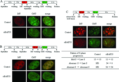 Figure 2.  The aberrant pattern of replication foci occurs at early S phase. (A) NIH3T3 cells were pulse-labeled with IdU for 1 h just before the second thymidine block, and then the cells were pulse-labeled with CldU for 20 min at 1 h after release from G1/S arrest. (B) NIH3T3 cells were pulse-labeled with IdU for 30 min just after termination of the second thymidine block and subjected to a washing. The cells were incubated for 30 min and then pulse-labeled with CldU for 20 min. (C) NIH3T3 cells were pulse-labeled with IdU for 20 min at 1 h after release from G1/S arrest and subjected to a washing. The cells were further incubated for 3 h and then pulse-labeled with CldU for 20 min. Summary of numbers of the cells showing each pattern of S-phase progress.