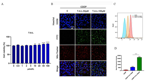 Figure 8 In vitro uptake of T-A-Ls by HK-2 cells. (A) CCK-8 was used to detect the cell viability of T-A-Ls on HK-2 cells for 24h. (B). Confocal images show intracellular localization of T-A-Ls with different concentrations after incubation for 24h. Scale bar: 15 μm; (C) Histogram profiles and (D) mean fluorescence intensity analyzed by flow cytometry after incubation with T-A-Ls (50 μM or 100 μM) for 24 h (n = 3). **p < 0.01, ****p < 0.0001.