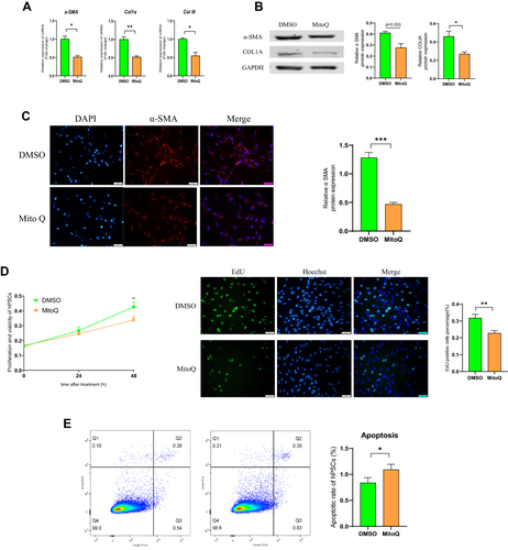 Figure 3 MitoQ inhibits the activation of hPSCs and development of profibrogenic phenotype in vitro. (A) mRNA levels of α-SMA, COL1a, and COLIII in hPSCs after MitoQ treatment for 48 hours. (B) The protein levels of α-SMA and COL1a in hPSCs after MitoQ treatment for 48 hours. (C) Immunofluorescence (IF) staining of α-SMA of hPSCs following MitoQ treatment for 48h. (D) The effect of MitoQ on the proliferation of hPSCs using cell-counting assays and EdU incorporation assay. (E) The effect of MitoQ on the apoptosis of hPSCs by flow cytometry. Data are expressed as mean ± SEM, n=3-8. (*p<0.05, **p<0.01, ***p<0.001).