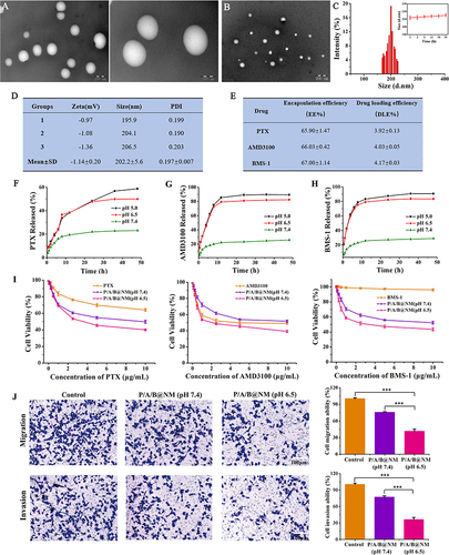 Figure 1 Characterization and anti-tumor evaluation in vitro of P/A/B@NM. (A and B) TME observation of P/A/B@NM and unloaded nanomicelles. (C and D) Size distribution, zeta potential and PDI determination by dynamic light scattering (n=3). (E) Encapsulation efficiency and drug loading efficiency measure by HPLC (n=3). (F–H) pH-responsive release of PTX, AMD3100 and BMS-1. (I) Cell viability assay of free PTX, free AMD3100, free BMS-1, and P/A/B@NM in normal physiological environment and acidic microenvironment (n=5). (J) Acidic microenvironment-responsive cell migration and invasion assay of P/A/B@NM (n=3). Error bars represent means ± SEM. ***P < 0.001.