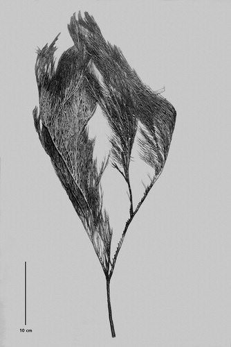 Figure 7. Acanthosaropathes uniseriata n. sp., holotype NIWA 86099 (Photo courtesy of R. Stewart).