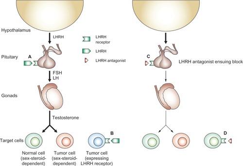 Figure 1 Mode of action of antagonists of LHRH. (A) LHRH secreted by the hypothalamus binds to its receptor in the pituitary and stimulates the release of LH and FSH. These hormones, in turn, stimulate the release of sex steroids, which can stimulate growth and development of both normal and tumor cells. (B) Some tumors express LHRH receptors and can respond directly to LHRH; cells in these tumors can be sex-steroid-dependent or sex-steroid-independent. (C) LHRH antagonists induce a state of sex steroid deprivation by competitive blockade of pituitary LHRH receptors, whereas LHRH agonists achieve a similar effect by downregulation of the pituitary receptors for LHRH. Consequently, levels of FSH and LH, and subsequently levels of sex steroids, are lowered. The decrease in the levels of sex steroids inhibits the proliferation of both benign and malignant sex-steroid-dependent cells. (D) In tumors that express LHRH receptors, both antagonists and agonists of LHRH may exert direct effects mediated by these LHRH receptors.Modified from Engel JB and Schally AV with permission.Citation18 Copyright 2013 Nature Publishing Group.
