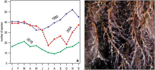 Figure 14. Change in the hydroid assemblage of Portofino reef. (a) Monthly variations in the total number of species in three years. (b) Corydendrium parasiticum, a species first recorded in 2018 in shallow waters (<5 m).