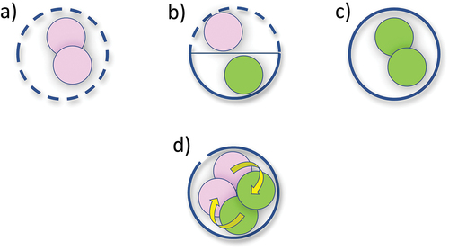 Fig. 3. Example putative trait trade-offs for mixoplankton versus zooplankton and phytoplankton. The diagram shows different protist cell configurations with cell-surface allocations to nutrient transport (solid line) or ingestion (gaps), and resource allocation within the cell for prey digestion (pink) or photosynthesis (green). a, zooplankton cell; b & d, mixoplankton cell; c, phytoplankton cell. b, shows presumptive trait trade-offs for mixoplankton due to the need to house two nutritional pathways. d, portrays the reality where ingestion occurs over a very small proportion of the cell surface, and cell volume and physiology are not constrained by space; it also shows the synergism between the phagotrophic and photosynthetic processes (yellow arrows). See also Tables 1 and 2.