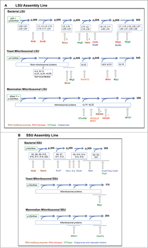 Figure 2. Mitoribosome assembly lines. Assembly pathway of the (A) mitochondrial large subunit (SSU) and (B) mitochondrial small subunit (SSU). The assembly pathways for the bacterial subunits are presented as a reference. Only some ribosome biogenetic factors are included. The assembly stage at which they act is depicted only approximately.