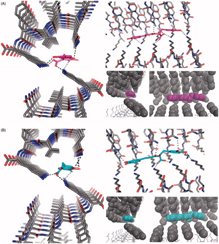 Figure 7. The structure of the 306VQIVYK311 segment from tau protein complexed with rosmarinic acid obtained by docking in the interface of two zippers. The VQIVYK β-sheets segments are packed in parallel forming two steric zippers. The Figure shows 5 mediates contacts between two pairs of steric zippers. (A) R enantiomer, (B) S enantiomer. In both A and B: left: view looks down the fiber axis; right-top: the view is perpendicular to the fiber axis. HBs and ionic interactions between ligand carboxylate and lysine amines are represented with dashed lines; right-bottom: ligand and VQIVYK carbon atoms are represented as balls to observe apolar packing.