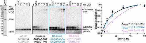 Figure 4. CST binding to telomeric and CSR sequences. Representative gels from EMSAs measuring CST binding to 0.1 nM radioactive 32P 5’ end-labeled substrates: AT rich (TATATA)3, Telomeric (GGTTAG)3, mouse IgA locus G-rich sequence (AGAGGAGGAGAGGAGAGG), and mouse IgA locus C-rich sequence (CCTCTCCTCTCCTCCTCT). A serial dilution of purified CST [Citation48] (shown left) was incubated at room temperature for 30 min with labeled substrate in binding buffer (20 mM HEPES-KOH pH 7.5, 150 mM KCl, 1 mM MgCl2, 0.1 mM TCEP, 0.05 mg/ml BSA, and 6% v/v glycerol) in 10 μl reactions. 0.1 nM (TATATA)3 was mixed in as a non-binding loading control for quantification. Samples were electrophoresed on 4–20% TBE gels (Invitrogen) at 250 V for 30 min in cold 0.5x TB buffer, exposed to phosphor screens, and imaged with an Amersham Typhoon scanner (GE Life Sciences). Right, quantification of three independent experiments. Signal intensity was measured with ImageJ (NIH) and normalized to intensity of the loading control. Because the intensity of the bound species was lost due to trapping in the sample well, binding was quantified using depletion of the free probe. KD,app values were calculated using the “One site – Specific binding” model in Prism 9 (GraphPad). Error bars represent standard error of the mean.