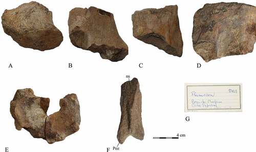 Figure 8. Indeterminate ornithopod bones: A – MG 8761; B to D – MG 8759.3; E – MG 4739; F – MG 17). G – Label of one of the unpublished specimens of Museu Geologico (MG 8761) with the identification “Iguanodon” and Boca do Chapim.