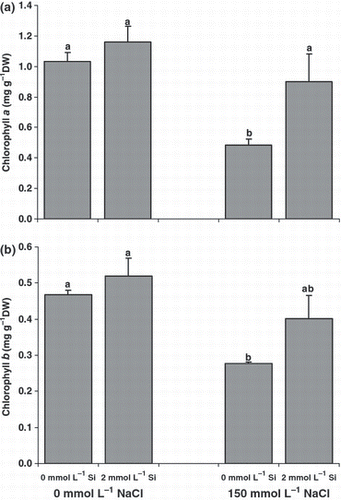 Figure 5 Effect of salinity (control versus 150 mmol L−1 NaCl) on the (a) chlorophyll a and (b) chlorophyll b contents of canola plants grown for 25 days with or without supplementary silicon. Error bars represent the standard error. DW, dry weight. Different small letters on histograms represent statistically significant differences at P < 0.05.