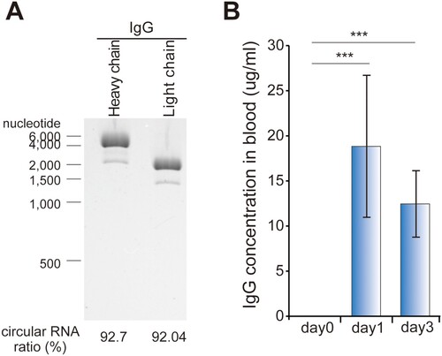 Figure 3. In vivo expression of IgG using circRNA. (A) The circRNA shown in Figure 2(E) was purified using HPLC to a purity of ≥90%. (B) The circRNA was encapsulated in lipid nanoparticles (LNPs) and intravenously injected into mice. Blood IgG production was quantified by ELISA. The IgG concentration at each day is represented by subtracting the concentration measured at day 0 from the measured concentration at each indicated day. The experiment in A and B were performed in duplicate and triplicate, respectively. Data shown as mean ± s.d; indicated P value by two-tailed t-test.