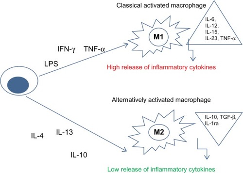 Figure 2 Schematic representation of macrophage polarization.Abbreviations: LPS, lipopolysaccharide; IFN-γ, interferon-gamma; TNF-α, tumor necrosis factor α; IL, interleukin; IL-1ra, interleukin 1 receptor antagonist; TGF-β, transformer growth factor β.