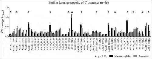 Figure 1. Biofilm forming capacity varies significantly amongst isolates (Kruskal Wallis; p < 0.05). Biofilms of 46 C. concisus isolates as measured by crystal violet staining (CV) absorbance at 550nm (A550 nm) under microaerophilic (black bars) or anaerobic (gray bars) conditions. Uninoculated BHI broth served as negative control. Asterix indicates strains that exhibit a significant difference (p<0.05) in biofilm formation between growth conditions.