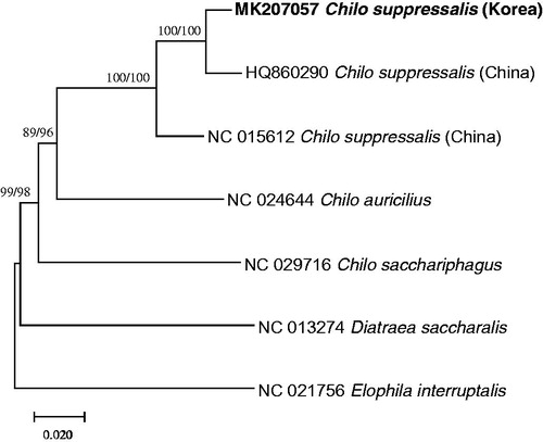 Figure 1. maximum likelihood (bootstrap repeat is 1,000) and neighbor joining (bootstrap repeat is 10,000) phylogenetic trees based on seven complete mitochondrial genomes in Crambidae: Korean C. suppressalis (MK207057, this study), Chinese C. suppressalis (NC_015612 and HQ860290), Chilo sacchariphagus (NC_029716), Chio auricilius (NC_024644), Diatraea saccharalis (NC_013274), and Elophila interruptalis (NC_021756). The numbers above the branches indicate bootstrap support values of maximum likelihood and neighbor joining trees.