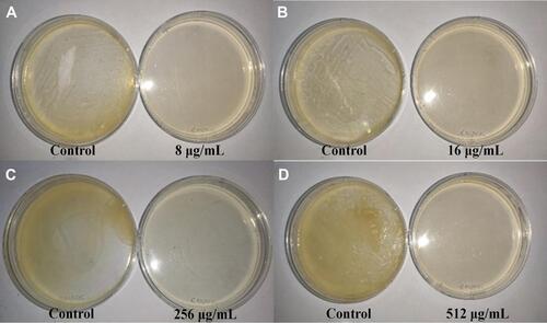 Figure 8 The MBC (μg/mL) test results of the control group and different concentrations of domiphen group.