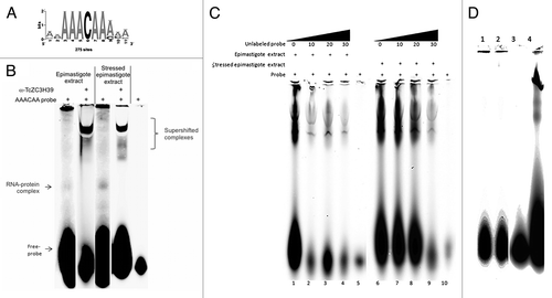 Figure 7. Supershift assay. (A) Consensus sequence obtained from the MEME and RSAT programs. (B) Supershift assay performed with the Cy5.5-labeled AAACAA probe, with enriched, unstressed and stressed epimastigote extracts. The black arrow indicates protein complexes without the antibody. (B) and (C) The supershifted complexes, RNA-protein complexes and the free probe are indicated in the figure. (D) Assay using a nonspecific probes changing A for U (UUUCUU). Lane 1 – Free probe (UUUCUU), lane 2– enriched epimastigote extract 25 ug + Ac 1 ug + probe UUUCUU 10 ng, lane 3 – Free probe (AAACAA) 4 – Enriched epimastigote extract 25 ug + Ac 1 ug + probe AAACAA 10 ng.