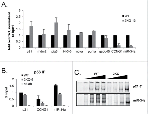 Figure 4. When overexpressed in vivo, 2KQ-p53 is deficient in binding and inducing miR-34a and CCNG1. (A) mRNA induction at low WT-p53 and maximal 2KQ-p53 p53 protein levels (as in Fig 3C) to analyze transactivation potential of the 2KQ-p53 mutant. Cells were induced or not with tet for 24 hours, harvested, and RNA was extracted. After cDNA was synthesized, samples were amplified for indicated p53 target genes by qRT-PCR. (B) ChIP analysis at low WT-p53 and maximal 2KQ-p53 protein levels to assess in vivo DNA binding. Samples were processed for ChIP as in Figure 2D, except that immunoprecipitated DNA was analyzed by qRT-PCR. For (A) and (B), the average of 3 experiments is shown, and error bars show standard deviation of 3 experiments. (C) Purified p53 WT-p53 or 2KQ-p53 protein was incubated with 10 ng of p21 5′ RE or miR34a RE fluorescently labeled 44mer probe, in the presence of excess 44mer mutant p21 competitor. P53:DNA complexes were separated by electrophoresis and visualized by the Licor Odyssey system.