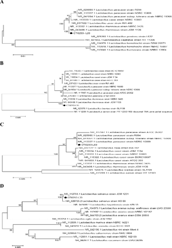 Figure 4. Phylogenetic tree of concatenated Lactobacillus strain L20 (A), L35 (B), L83 (C) and L33 (D) constructed by the neighbour-joining method with Kimura 2-parameter as evolution model and based on 16S rDNA nucleotide sequences.