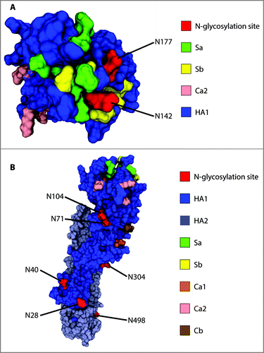 Figure 4. Location of confirmed glycosylation sites in relation to the most relevant antigenic sites on A/New Caledonia/20/1999 H1. (A) View of the globular head of H1 from the top. (B) View of H1 from the side to highlight the distribution of glycosites along the stalk region and the side of the globular head. Monomeric H2 (PDB entry, 2WR3) was used as a template to generate the homology model of A/New Caledonia/20/1999 H1.