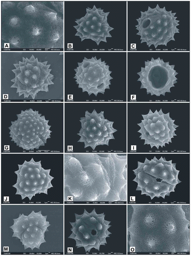Figure 7. Scanning electron micrographs of pollen grains Achillea santolinoides subsp. wilhelmsii (A, B) (from Yıldız 15238), (C, D) (from Arabacı 2231), (E–G) (from Arabacı 1452), (H) (from Arabacı 1405), (I–K) (from Arabacı 1413); Achillea falcata (L) (from Arabacı 1566), (M) (from Arabacı 2258), (N) (from Arabacı 1580); Achillea cucullata (O) (from Arabacı 1949).