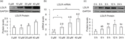 Fig. 1 Genistein stimulation of LDLR expression at the transcriptional level. HepG2 cells were serum-starved and then stimulated with genistein. Protein (a) and mRNA levels (b) of LDLR in response to 0, 10, 20, and 40 µM of genistein for 24 h, changes in protein levels (c) of LDLR after incubation with 40 µM of genistein within 24 h. Results are expressed as mean±SD of at least three independent experiments. Different letters (a–c) represent significant differences (p<0.05) between all groups by ANOVA or two groups by student's t-test. *p<0.05, **p<0.01.