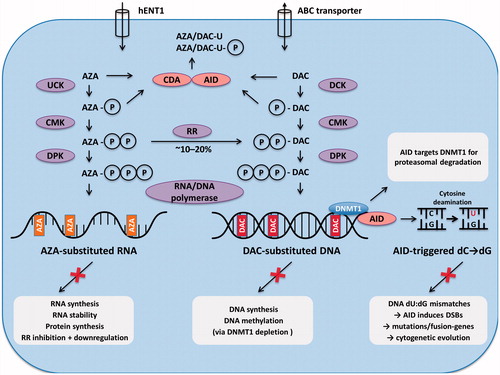 Figure 4. Membrane transporters and intracellular metabolism of AZA and DAC. AZA and DAC enter the cell via nucleoside transporters (e.g. hENT1). After triphosphorylation by the respective enzymes they are incorporated into RNA in the case of AZA, or into DNA in the case of DAC. Approximately 10–20% of AZA is reduced to DAC by RR, which is followed by incorporation into DNA. However, this step is self-limited and transient. Excess azanucleosides are rapidly deaminated to uracil-moieties by CDA. It is likely that AID can also perform this step. If the deamination process occurs on already DNA-incorporated DAC-cytidine residues, this will result in dU:dG mismatches on DNA, and may ultimately lead to DNA DSBs. AID-triggered DSBs can also be substrates for pro-oncogenic chromosomal translocations. AID may thus trigger leukemic evolution. In addition, AID targets DNMT1 for proteasomal degradation.Abbreviations: ABC transporter, ATP-binding cassette transporter; AID, activation induced cytidine deaminase; AZA, 5-azacitidine; C, cytosine; CDA, cytidine deaminase; CMK, cytidine monophosphate kinase; DAC, 5-aza-2′-deoxycytidine; dC, deoxycytidine; DCK, deoxy-cytidine kinase; dG, deoxyguanine; DNMT1, DNA methyltransferase 1; DPK, diphosphate kinase; DSB, DNA double strand breaks; dU, deoxyuridine; G, guanine; hENT1, human equilibrative nucleoside transporter 1; P, phosphate; RR, ribonucleotide reductase; U, uridine; UCK, uridine-cytidine kinase.