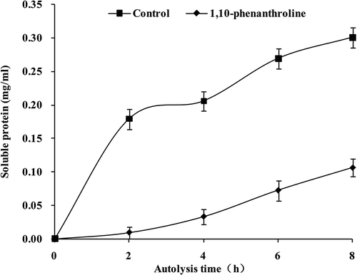 FIGURE 6 Effect of 1,10-phenanthroline on the soluble protein content during autolysis.Control: absence of 1,10-phenanthroline; 1,10-phenanthroline: presence of 1,10-phenanthroline.