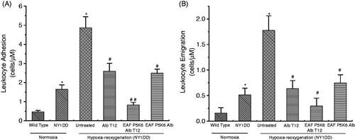 Figure 4 (A) NY1DD sickle mice receiving Alb T12, P5K6 Alb T12 and P5K6 Alb at the onset of reoxygenation showed marked reduction in leukocyte adhesion, with P5K6 Alb T12 having a normalizing effect. (B) NY1DD mice receiving P5K6 Alb and P5K6 Alb T12 at the onset of reoxygenation show marked reduction in leukocyte emigration compared with untreated NY1DD mice. *p< .03 vs. wild type; +p< .00001 vs. normoxic NY1DD mice; #p< .0001 vs. untreated NY1DD mice subjected to hypoxia-reoxygenation.