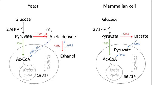 Figure 1. Schematic representation of respiration and fermentation pathways and related ATP production in yeast and mammalian cells. Pdc, pyruvate decarboxylase; Pdh, pyruvate dehydrogenase; Aldh, acetaldehyde dehydrogenase; Acs, acetyl-CoA synthetase; Adh, alcohol dehydrogenase; Ldh, lactate dehydrogenase. Adh1 and Adh2, Ldh1 and Ldh2 indicate different isoforms of alcohol dehydrogenase and lactate dehydrogenase, respectively.