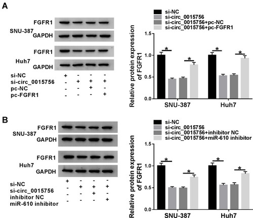 Figure 6 Circ_0015756 modulated FGFR1 expression by targeting miR-610. (A) SNU-387 and Huh7 cells were introduced with si-circ_0015756, si-NC, si-circ_0015756+pc-FGFR1 or si-circ_0015756+pc-NC, and the expression of FGFR1 in these transfected cells was measured by Western blot. (B) SNU-387 and Huh7 cells were introduced with si-circ_0015756, si-NC, si-circ_0015756+miR-610 inhibitor or si-circ_0015756+inhibitor NC, and the expression of FGFR1 in these transfected cells was detected by Western blot. *P < 0.05.Abbreviations: NC, negative control; pc, pcDNA; GAPDH, glyceraldehyde-3-phosphate dehydrogenase; FGFR1, fibroblast growth factor receptor 1.